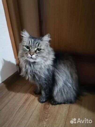 Котики бесплатно в добрые руки