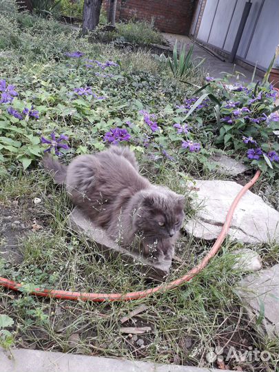 Шотландская вислоухая кошка