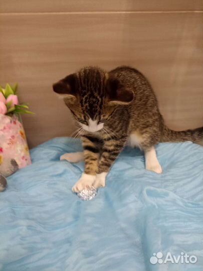 Котенок в добрые руки