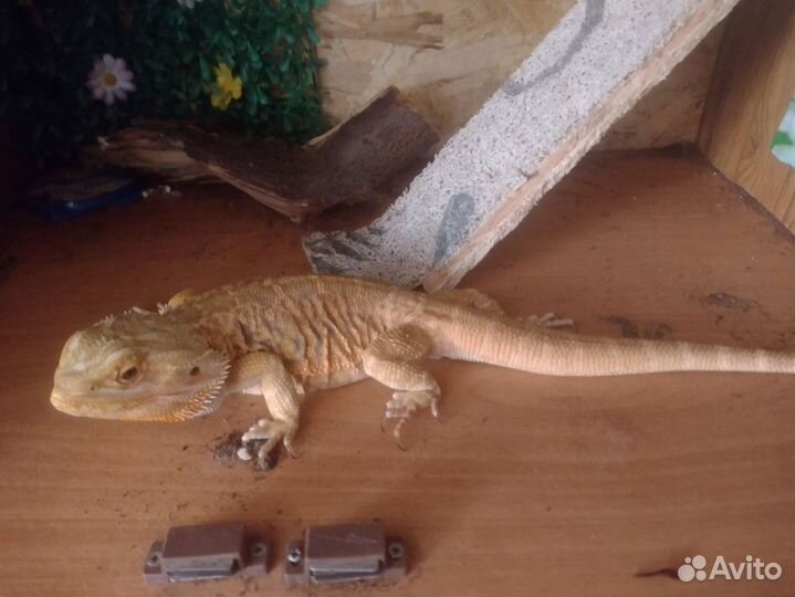Бородатая агама с террариумом