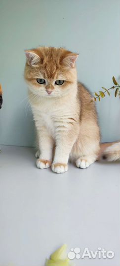 Золотая девочка