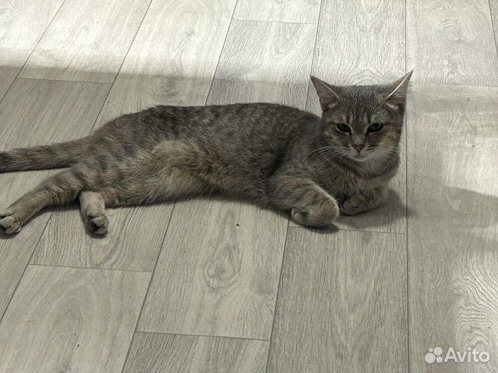 Отдам кошку стерелизованную