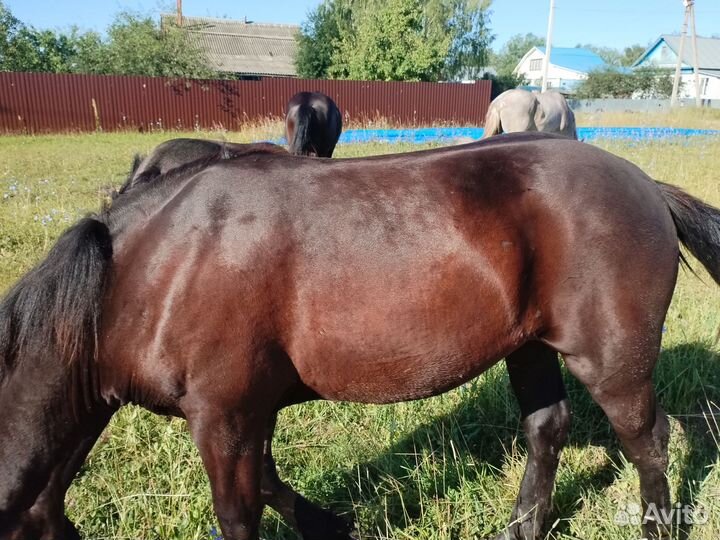 Лошади тяжеловозы кобылы