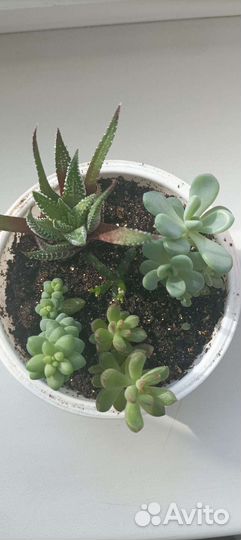 Суккуленты