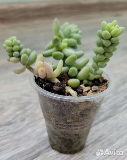 Седум буррито