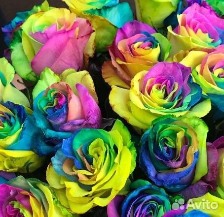 Роза Радужная Яркий подарок