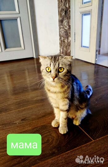 Котята
