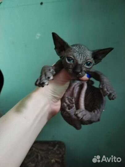 Котята канадского сфинкса