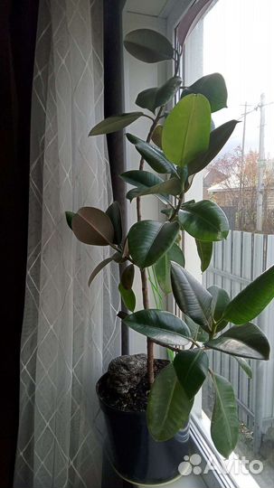 Фикус каучуконосный