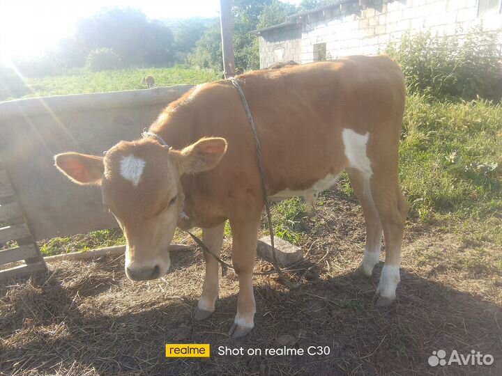 Бычки телята 4-5 мес