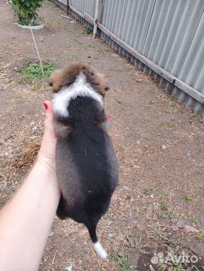 Собаки бесплатно в добрые руки