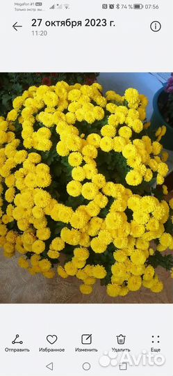 Хризантемы мультифлора жёлтая