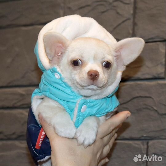 Мальчик-батончик для Души Чиxуaxуa с доставкой