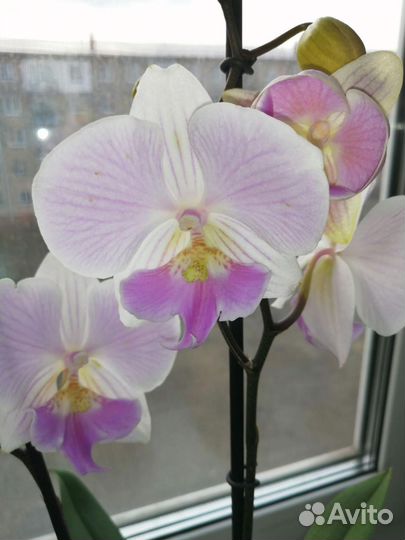 Орхидея фаленопсис Бин лип