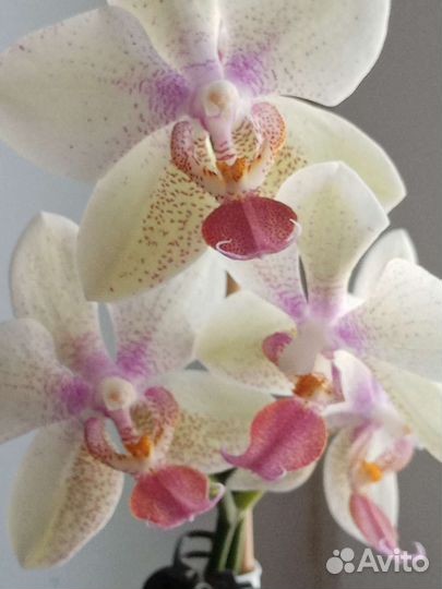 Орхидея фаленопсис