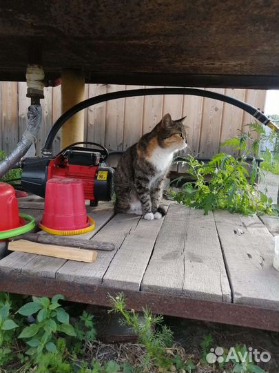 Кошка в дар бесплатно