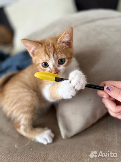 Котята девон-рекс