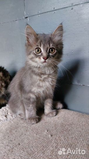 Дымчатая кошка