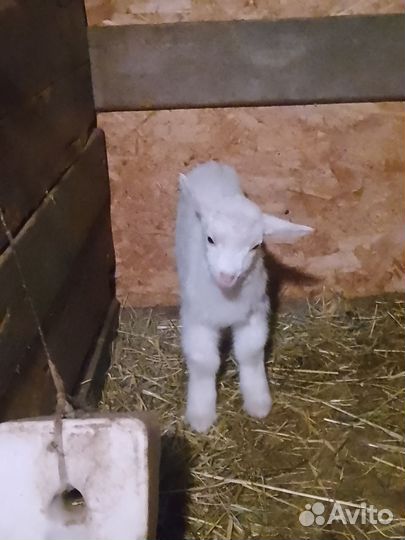 Козлята новорождённые камолые