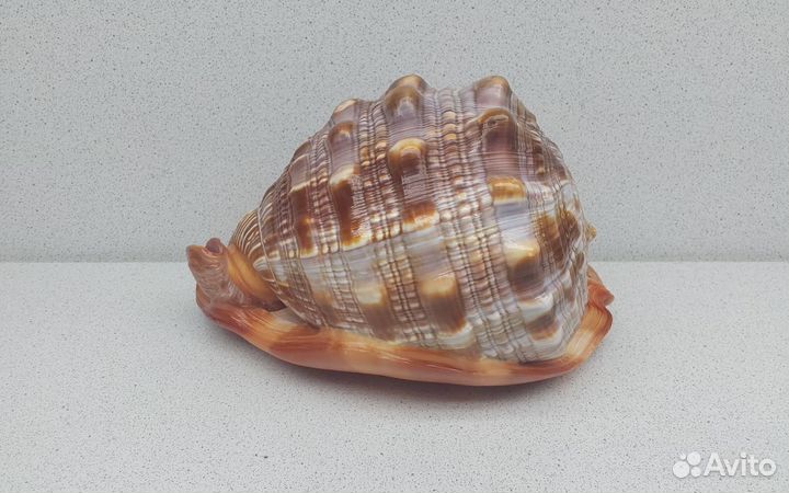 Руфа 15 морская ракушка раковина