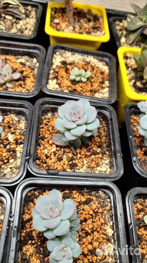 Эчеверии, граптоверии на корнях