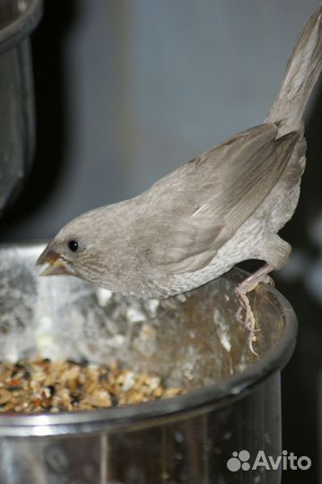 Японская амадина, девочка (предварительно)