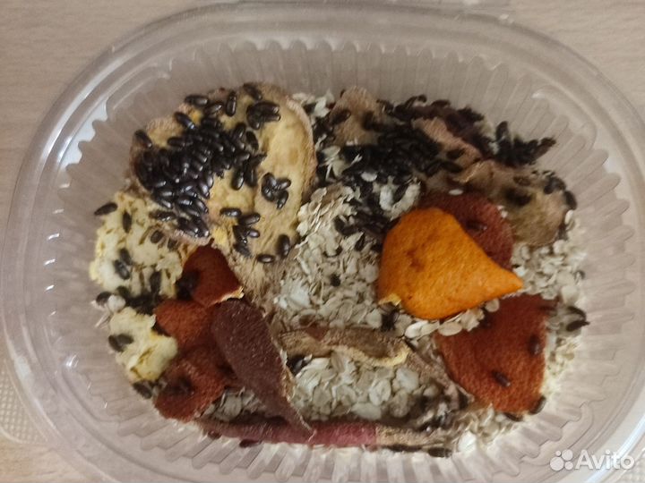 Жук знахарь и его личинки