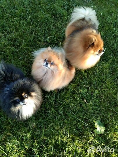 Передержка собак