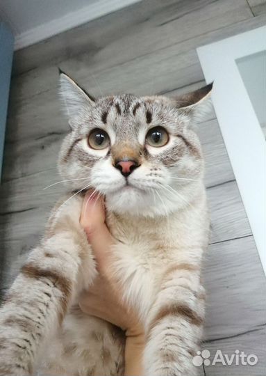 Кот в дар бесплатно