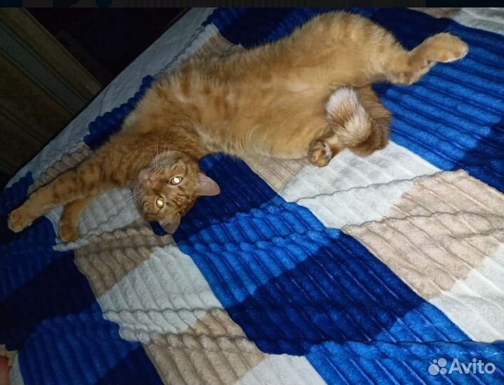 Передержка животных, зоогостиница,догситтер