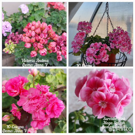 Пеларгонии сортовые