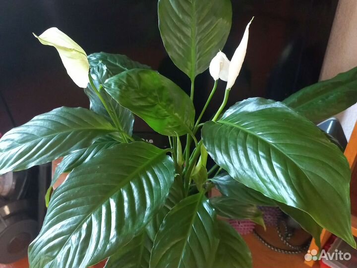 Спатифиллум