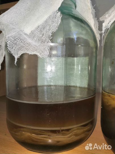 Гриб на чаи