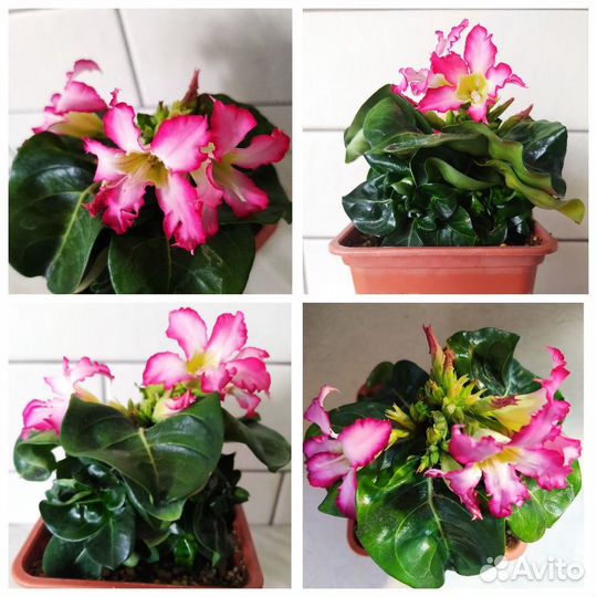 Адениум Мини