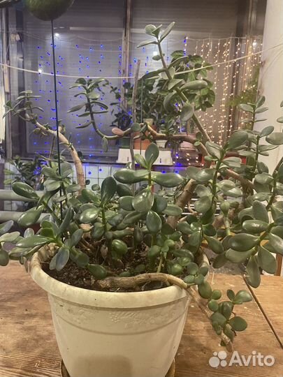 Толстянка денежное дерево