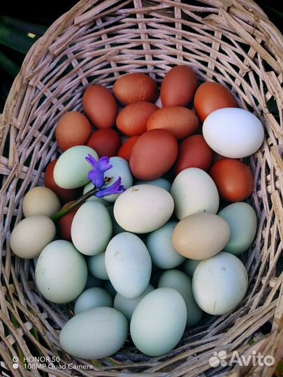 Инкубационное яйцо