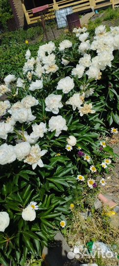 Цветы пионы