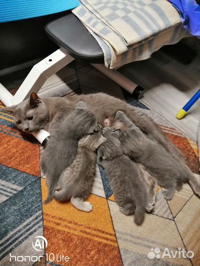 Шотландские котята