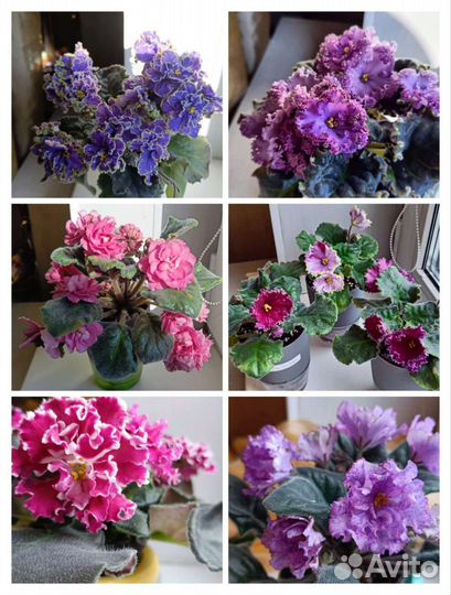 Фиалка AB-Навсегда и много других красивых сортов