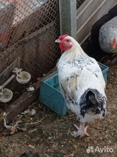Петушки породы 