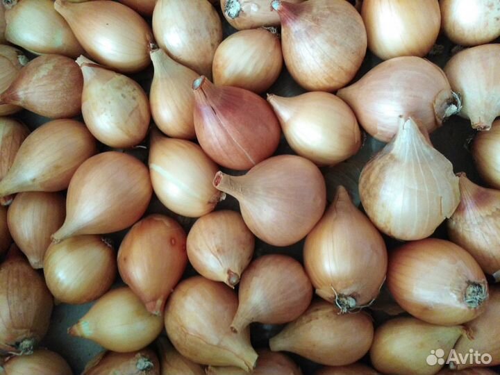 Лук на посадку. Севок