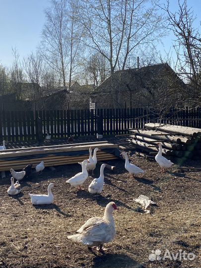 Гусиные куриные утиные яйца