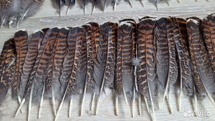 Перья разных птиц