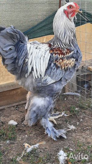 Брама,Кохинхины