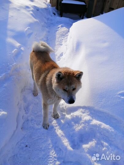 Кобель для вязки