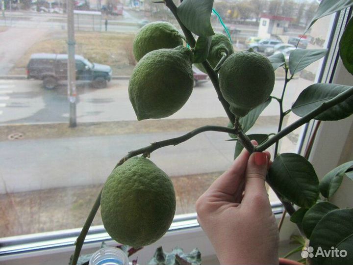 Лимон лайм экзот