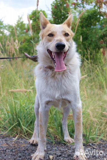 Собака Альф