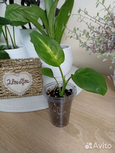 Диффенбахия Камила