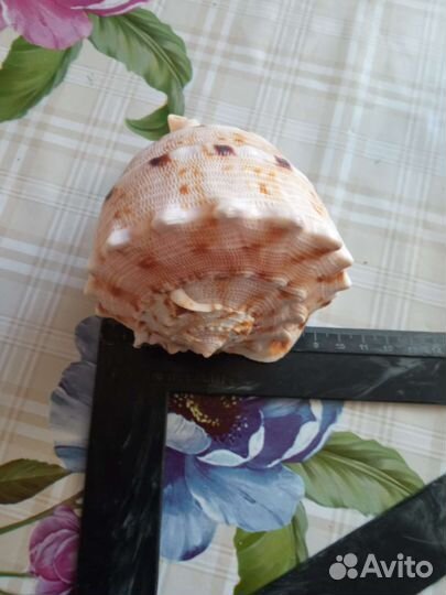 Морские ракушки