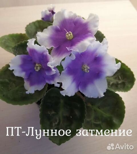 Детки фиалок, лист на срез